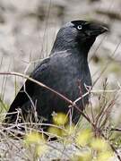 Western Jackdaw