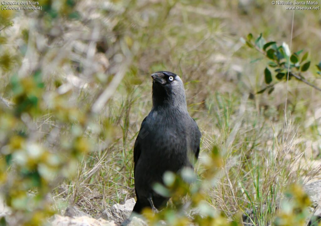 Choucas des toursadulte, identification, habitat, Comportement