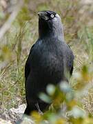 Western Jackdaw