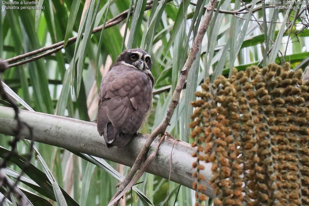 Chouette à lunettes