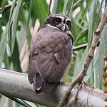 Chouette à lunettes