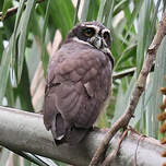 Chouette à lunettes