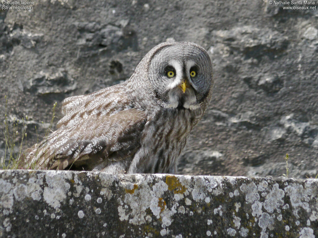 Great Grey Owladult, identification, Behaviour