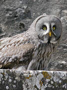 Great Grey Owl