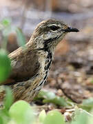 Spotted Palm Thrush