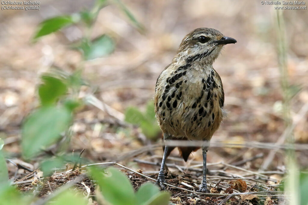 Cichladuse tachetéeadulte, identification, habitat