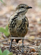 Spotted Palm Thrush