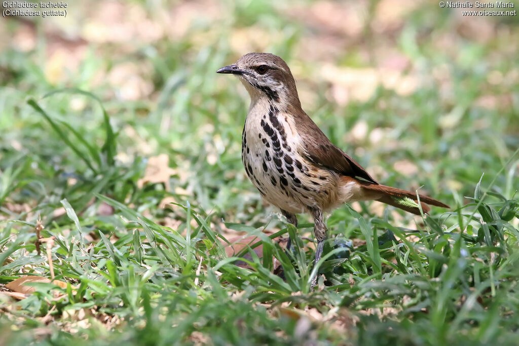 Spotted Palm Thrush