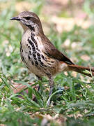 Spotted Palm Thrush