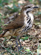 Spotted Palm Thrush