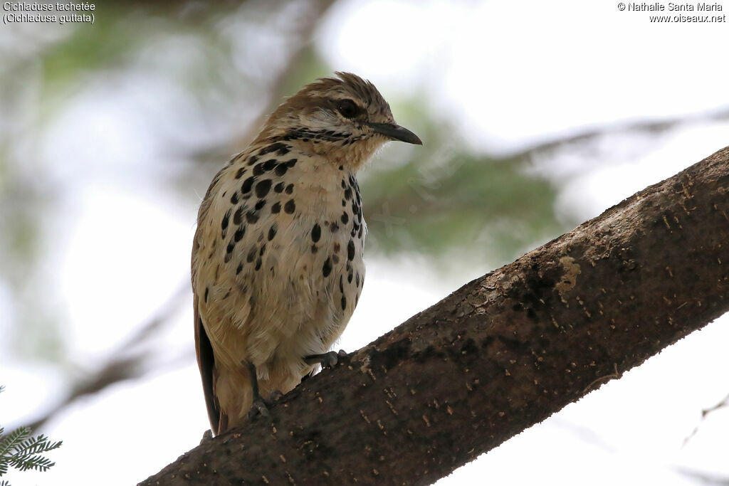 Cichladuse tachetéeadulte, identification, habitat