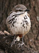 Spotted Palm Thrush