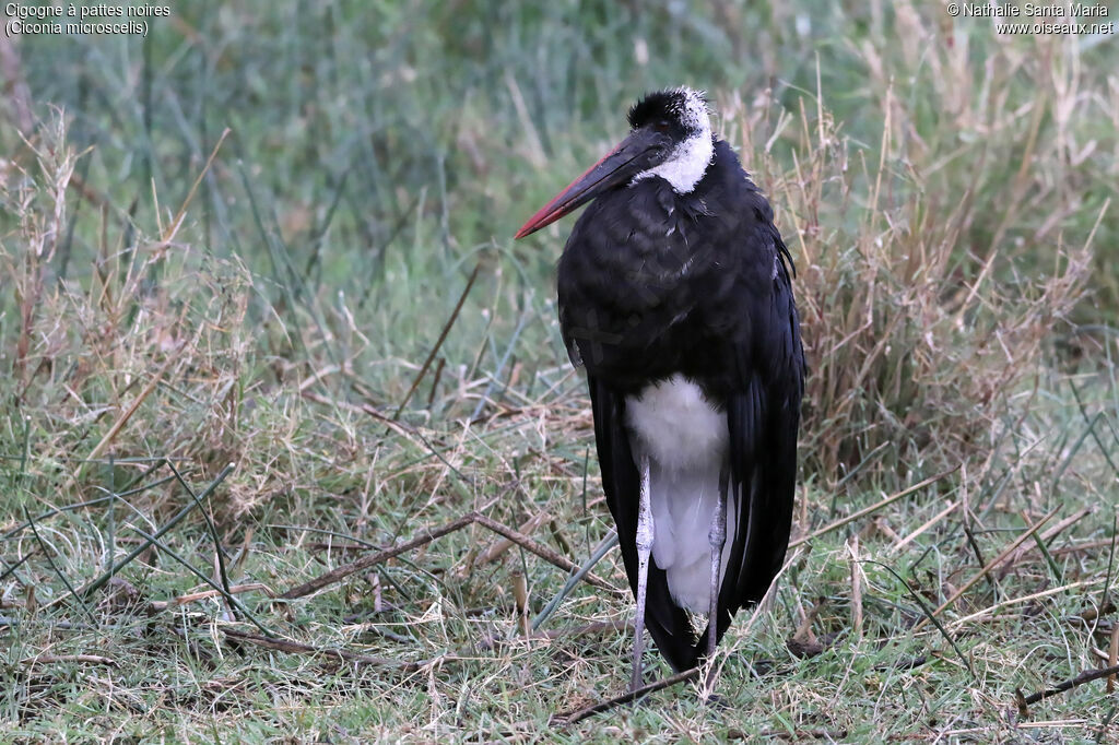 African Woolly-necked Storkadult, Behaviour