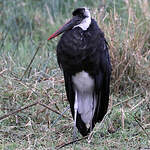 Cigogne à pattes noires