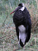 Cigogne à pattes noires