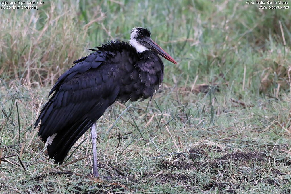 African Woolly-necked Storkadult, identification, habitat