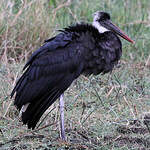 Cigogne à pattes noires