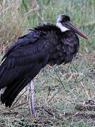 Cigogne à pattes noires