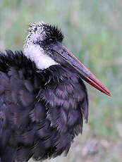 Cigogne à pattes noires