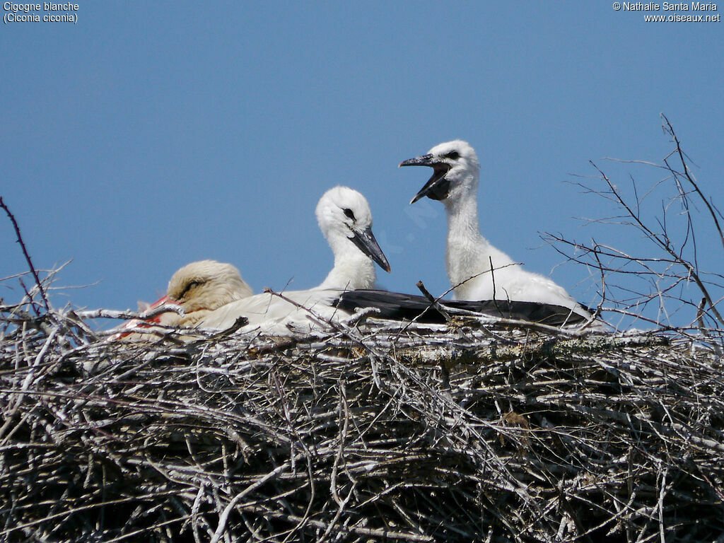 Cigogne blanche, identification, habitat, Nidification, Comportement