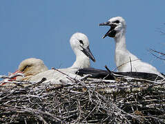 White Stork