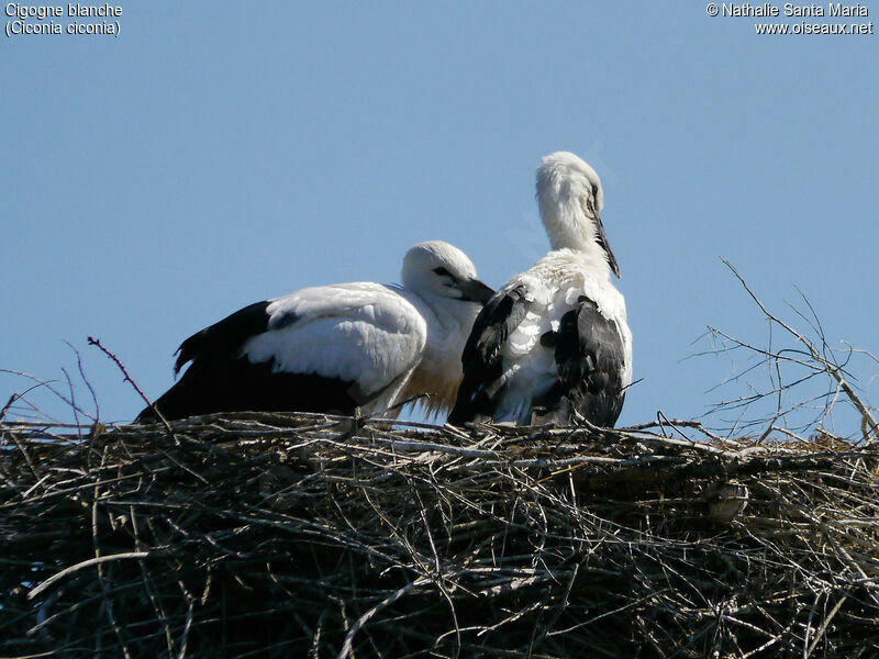 White Storkjuvenile, identification, habitat, Reproduction-nesting, Behaviour