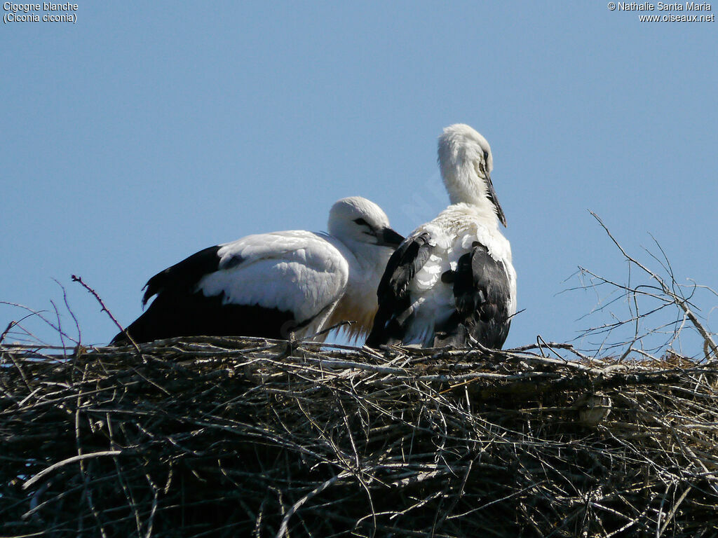 Cigogne blanchejuvénile, identification, habitat, Nidification, Comportement