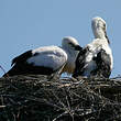 Cigogne blanche