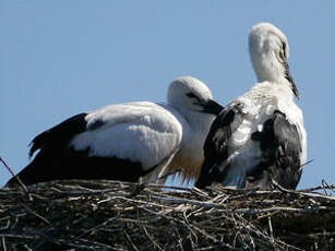 Cigogne blanche