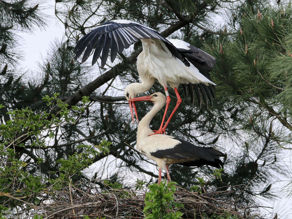 Cigogne blancheadulte, habitat, accouplement.