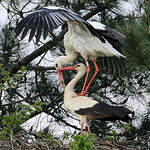 Cigogne blanche