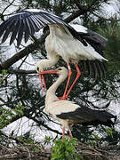 Cigogne blanche