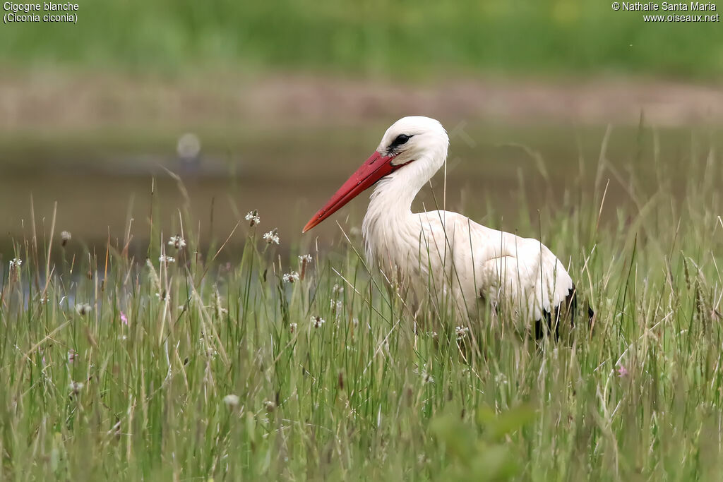 White Storkadult, identification