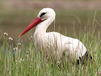 Cigogne blanche