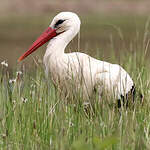 Cigogne blanche