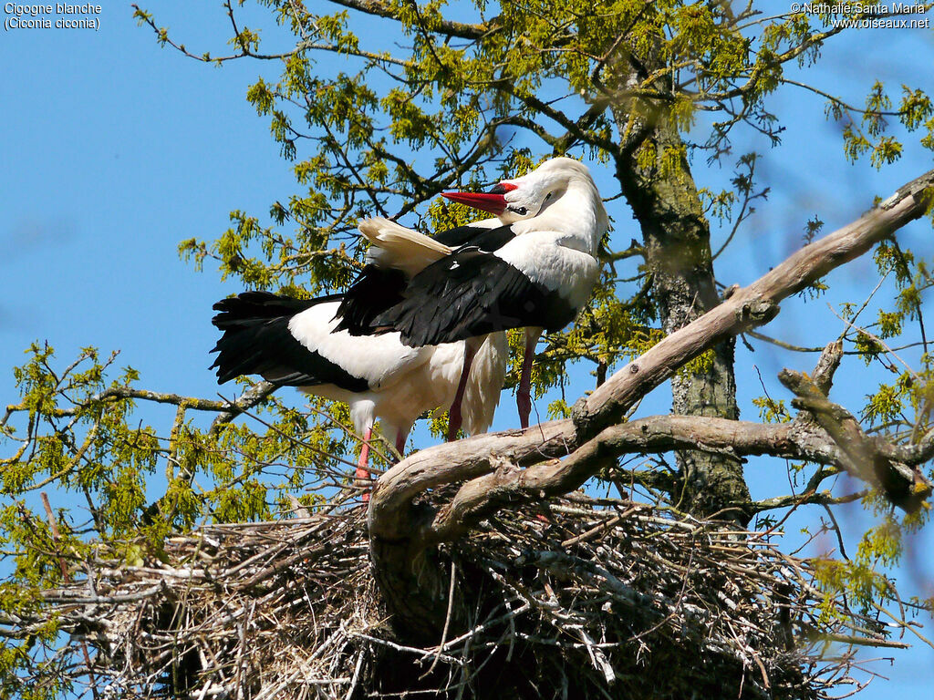 Cigogne blancheadulte nuptial, parade, Nidification, Comportement