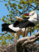 Cigogne blanche