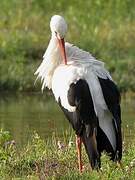 White Stork