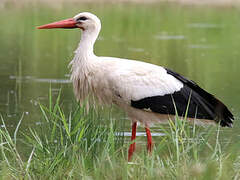 Cigogne blanche