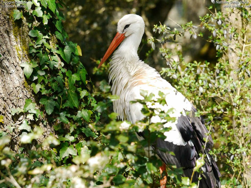 Cigogne blancheadulte, identification