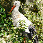 Cigogne blanche