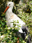 Cigogne blanche