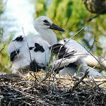 Cigogne blanche