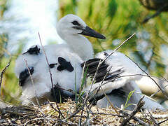 White Stork