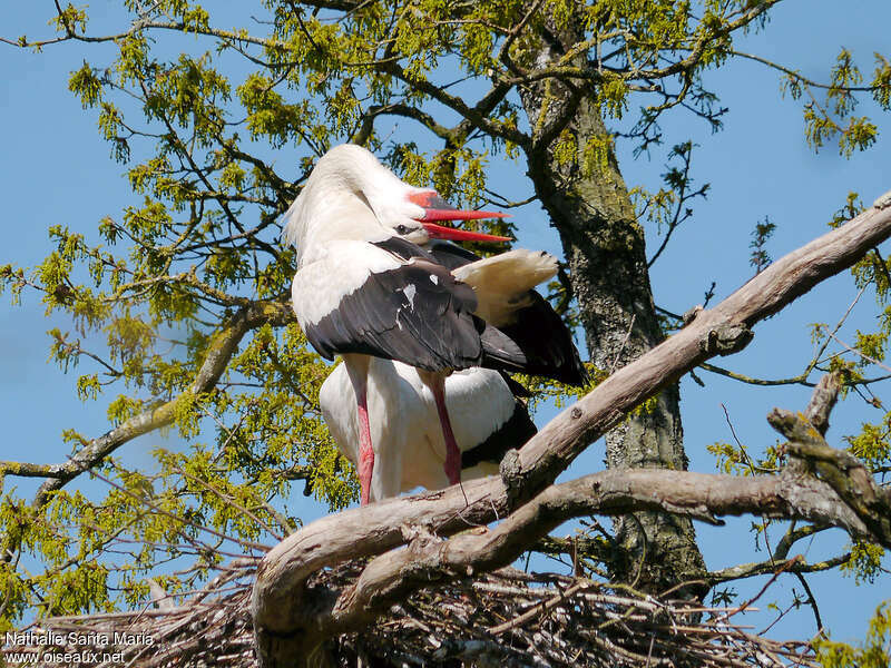 White Storkadult breeding, courting display, Reproduction-nesting, Behaviour