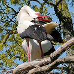 Cigogne blanche