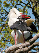 Cigogne blanche