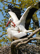 White Stork