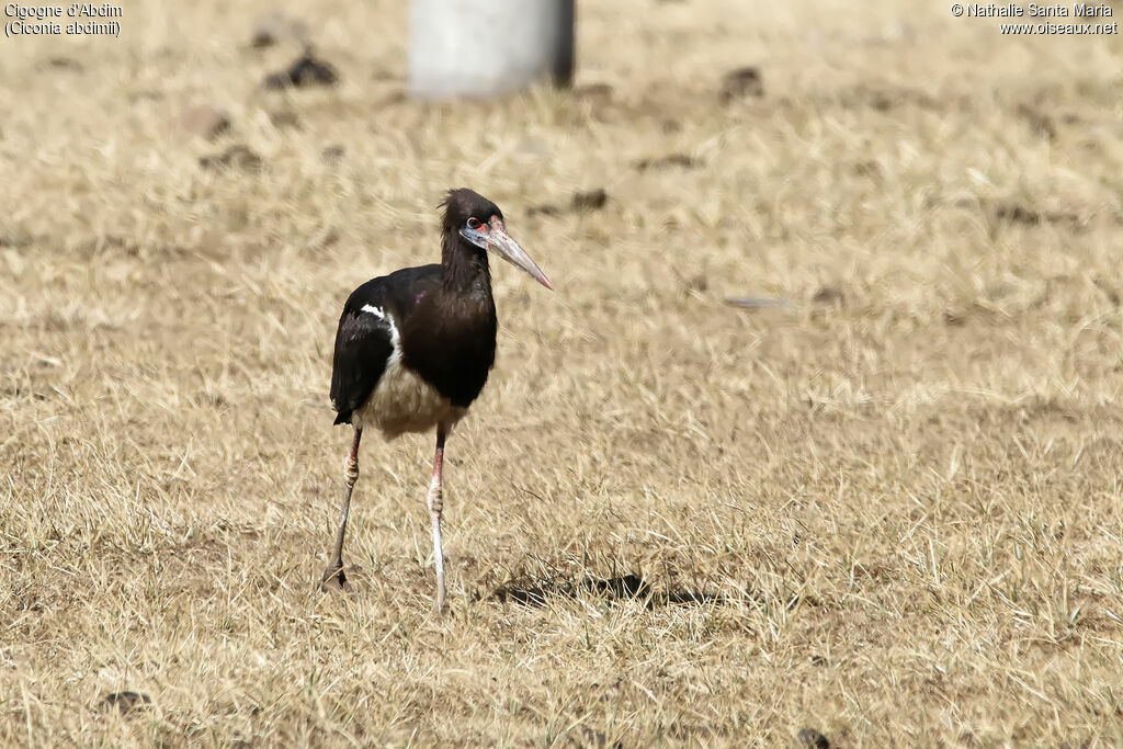 Abdim's Storkadult, habitat, walking