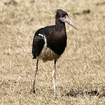 Cigogne d'Abdim